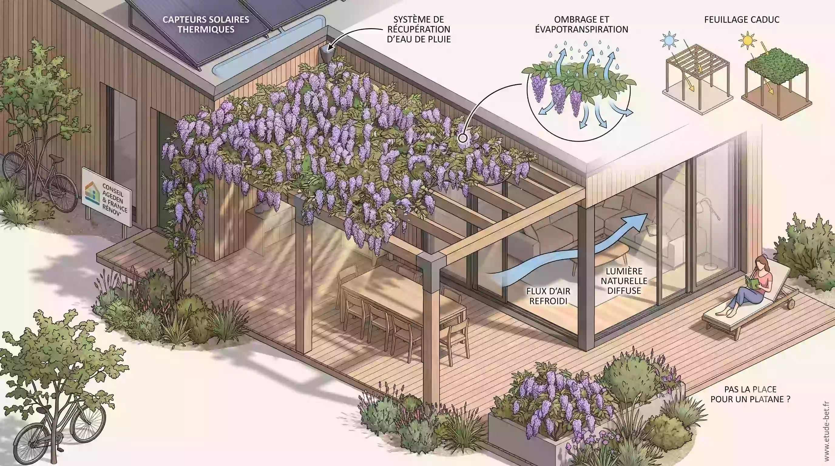 Pergola végétalisée couverte de glycine ombrageant une terrasse en été